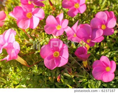 奧馬爾（Oxalis） 6237187
