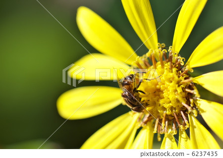 Kigoshihanaabu 6237435