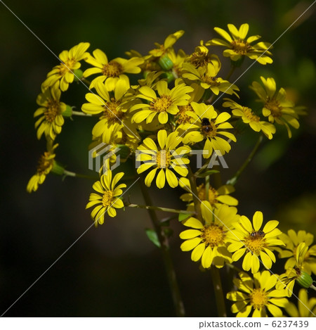 大吳風草 大吳風草 6237439