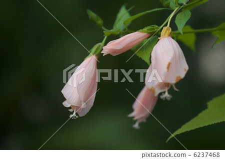 UNAKUSHI FUYOU UNAKUSHI FUYOU 6237468