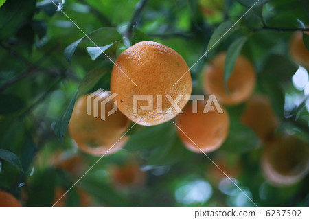 Lemon  6237502