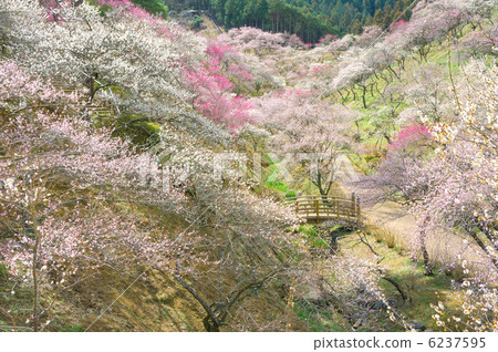 Yoshino Umeboshi的梅花林 6237595