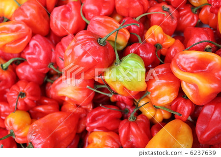 habañero pepper habañero pepper 6237639