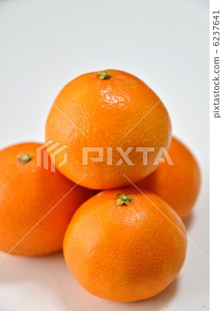 New citrus Ehime Madonna New citrus Ehime Madonna 6237641
