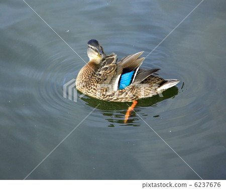 Female duck Tjorn Lake 6237676