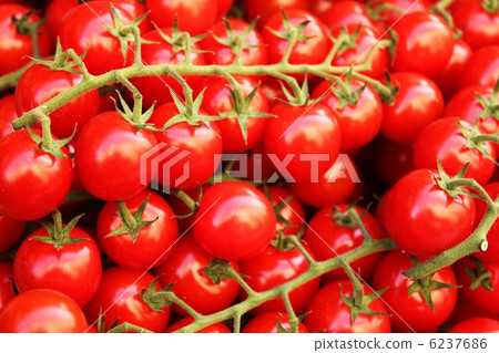  Mini Tomato 6237686
