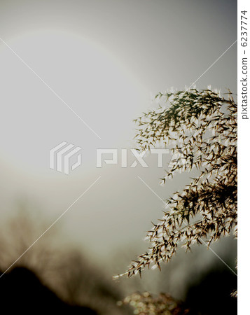 蘆葦的耳朵（十二月） 6237774