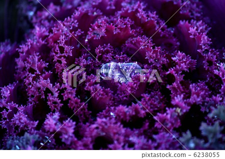 觀賞白菜 觀賞白菜 6238055