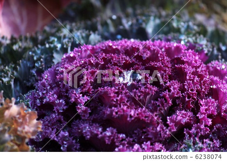 葉牡丹 葉牡丹 6238074