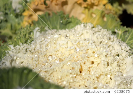 葉牡丹 葉牡丹 6238075