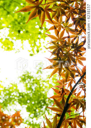 Maple leaves, maple 6238157