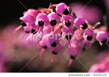 Janome Erika 6238179