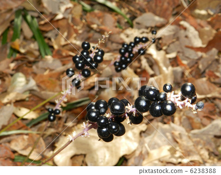 The fruit of Yaburan (Yabran) The fruit of Yaburan (Yabran) 6238388