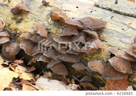 Mushrooms Kikuragage 6238885