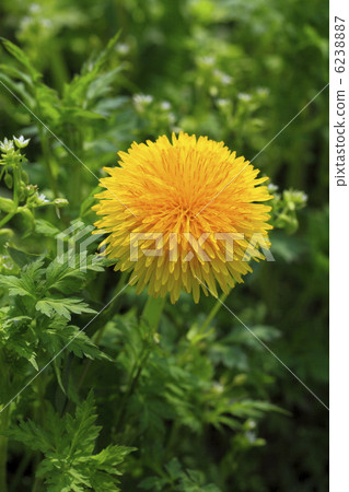 在春天西部蒲公英開花的花 6238887