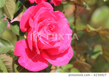 巴拉瑪麗亞·烏鴉 6238927