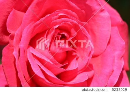 巴拉瑪麗亞·烏鴉 6238929