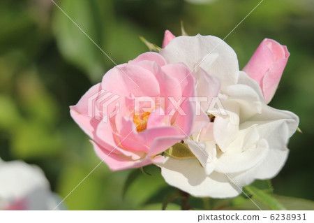 玫瑰Cerezo 6238931