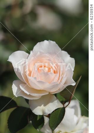 Rose Princess of Wales 6238934