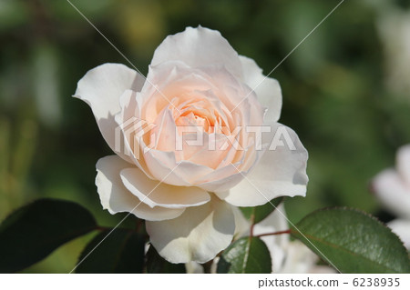 威爾士玫瑰公主 6238935