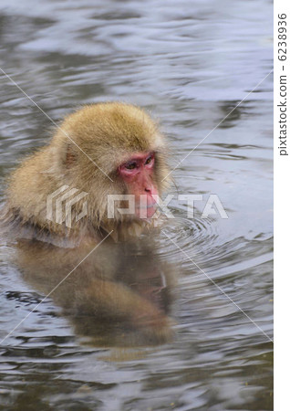 Jigokudani hot spring monkey 6238936