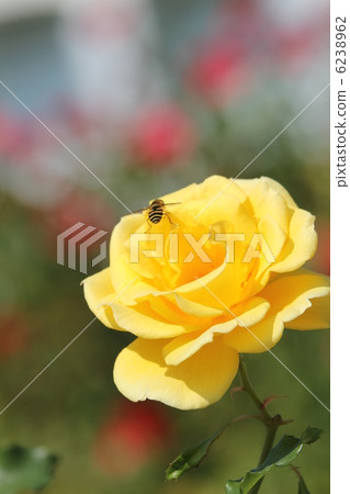 Rose gold bunny Rose gold bunny 6238962