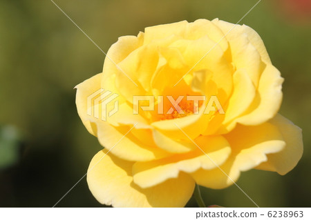 玫瑰金兔子 6238963