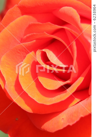 玫瑰亨廷頓 6238964