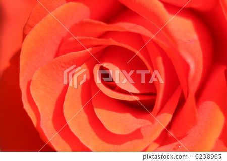 玫瑰亨廷頓 6238965