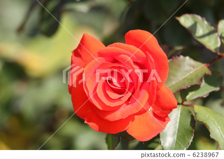 玫瑰亨廷頓 6238967