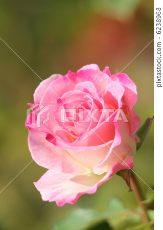 玫瑰公主艾科 6238968