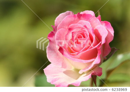 玫瑰公主艾科 6238969