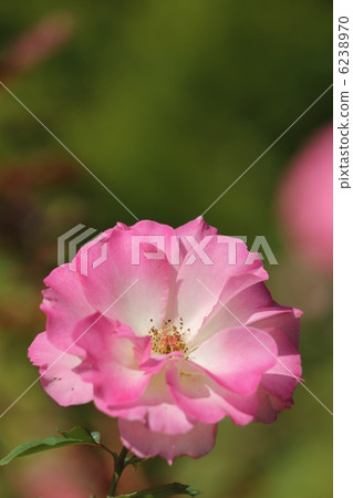 玫瑰明德 6238970