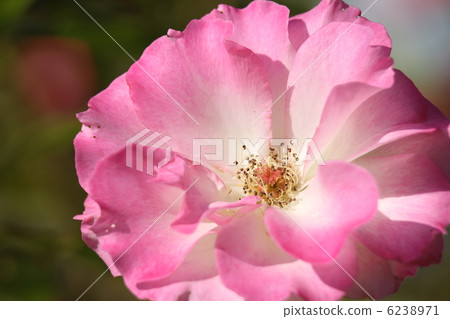 玫瑰明德 6238971