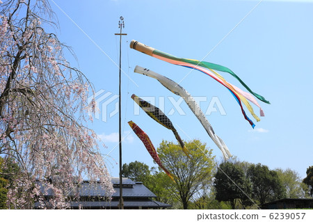 Koinobori swimming in May 6239057