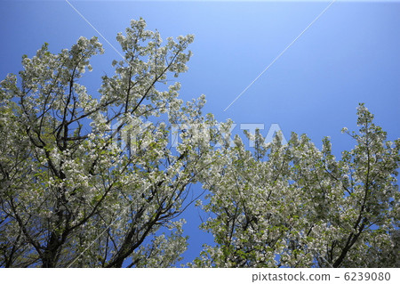 春天圖像與盛開和5月日落的野櫻桃 6239080