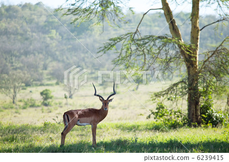Antelope Antelope 6239415