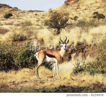 Antelope Antelope 6239434
