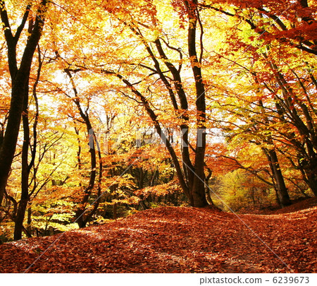 Autumn forest 6239673