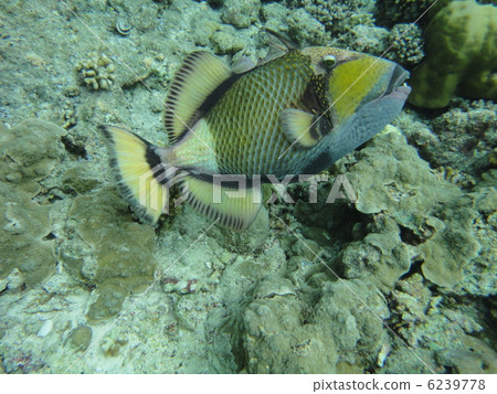 芝麻普通話 6239778