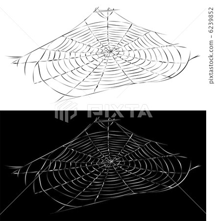 spiderweb  spiderweb  6239852