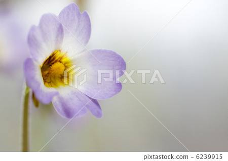 Musitosumirare的Nakagama 6239915