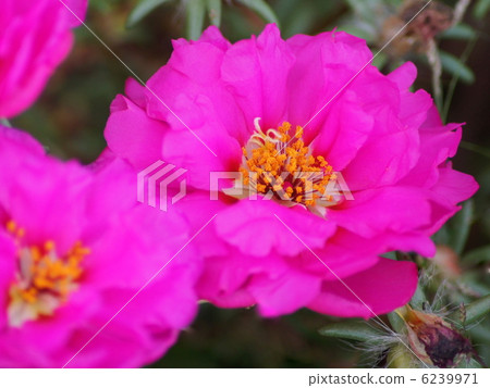 Matsuba button (Yae) 6239971