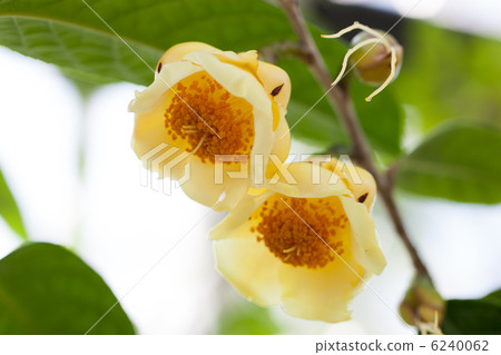 Gold flower tea flower 6240062