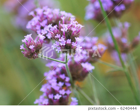 SANJAC VERBENNA（三尺馬鞭草）：Yagyu Hana 6240444