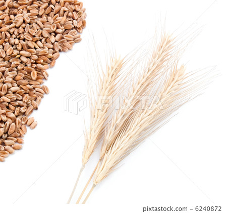 Wheat ears and wheat grains Wheat ears and wheat grains 6240872