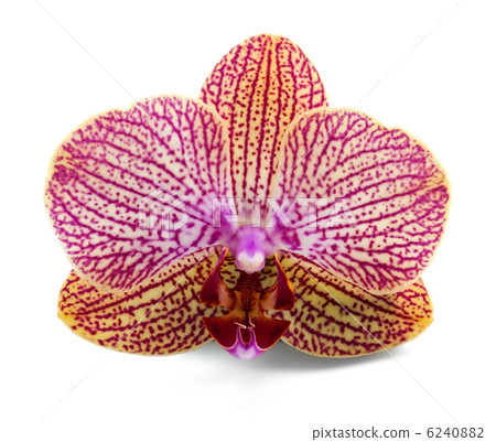 Elegant orchidea 6240882