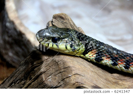 虎斑頸槽蛇 虎斑頸槽蛇 6241347