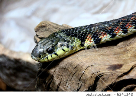 虎斑頸槽蛇 虎斑頸槽蛇 6241348