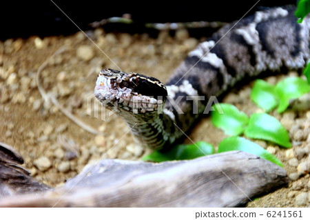 毒蛇 毒蛇 6241561